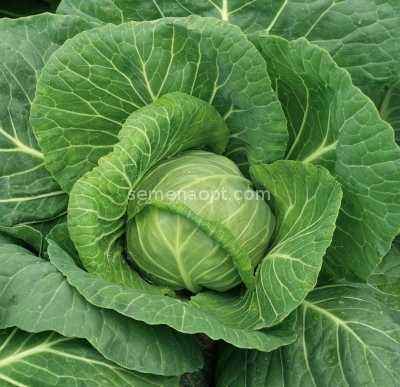 Description of cabbage Losinoostrovskaya