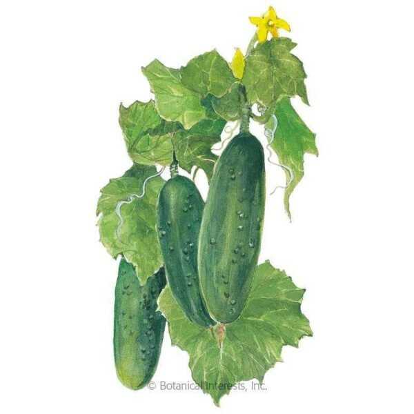 Description of cucumber variety Director