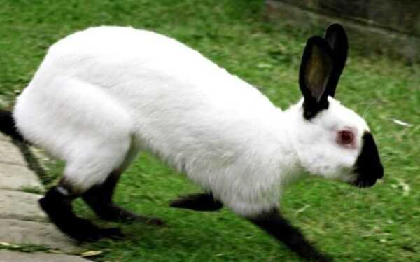 Description of Hiplus rabbits