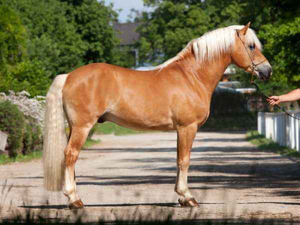 Description of horses of Savraza breed