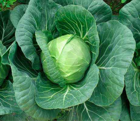 Description of Nozomi cabbage f1