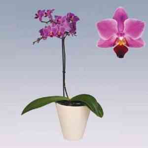 Description of orchid phalaenopsis mukalla