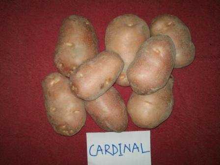 Description of Potato Cardinal