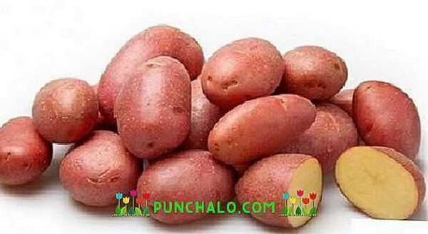 Description of potato Kumach