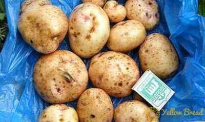 Description of potato Svitanok Kiev
