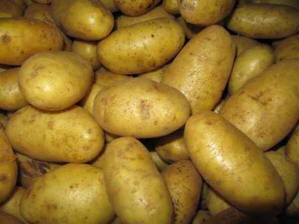 Description of potatoes