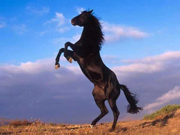 Description of the black horse