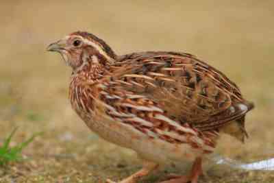 Description of the breed of quail Pharaoh