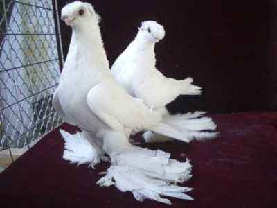 Description of the breed Uzbek pigeons