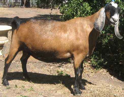 Description of the goats of the Anglo-Nubian breed