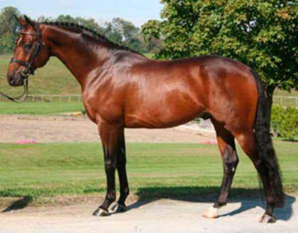 Description of the Hannover breed horses