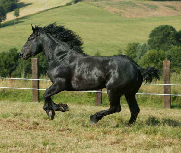 Description of the horse breed Percheron