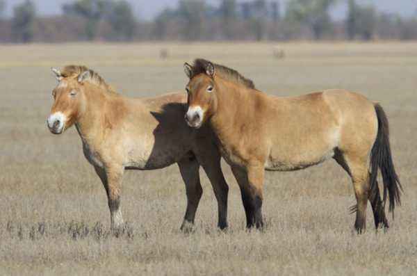 Description of the Mongolian horse