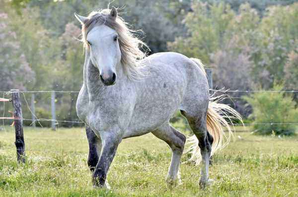 Description of the Mustang Horse