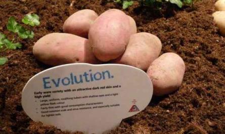 Description of the potato variety Evolution