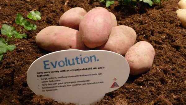 Description of the potato variety Evolution