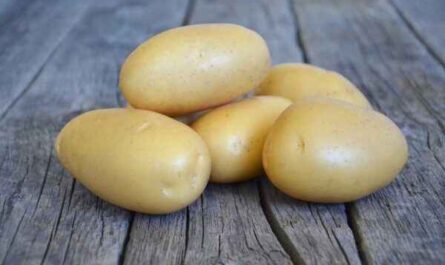 Description of the potato variety Queen Anna