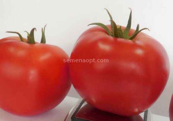 Description of the tomato variety Viagra