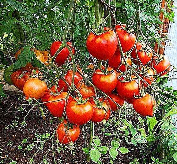 Description of the tomato variety Yubileiny Tarasenko