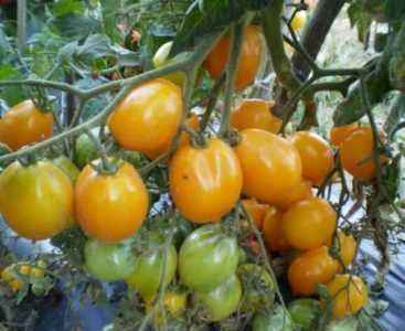 Description of the tomato Wonder of the World