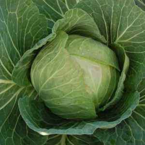 Description of the variety of cabbage June