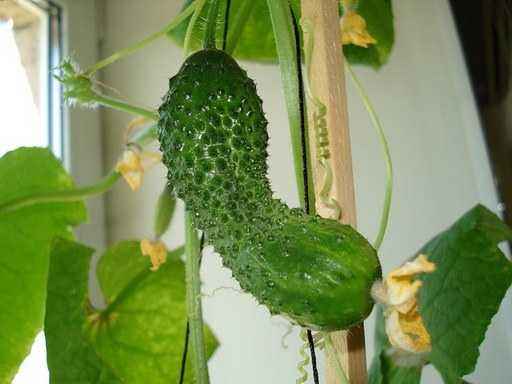 Description of the variety of cucumbers Balcony miracle