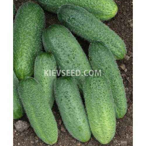 Description of the variety of cucumbers Harmonist