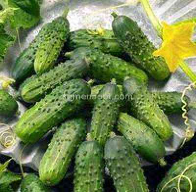 Description of the variety of cucumbers Uncle Fedor