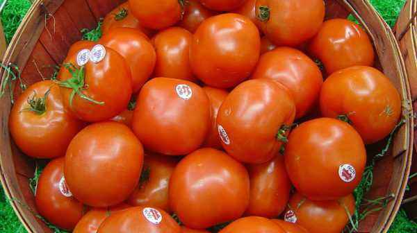 Description of tomato Ambitious Miracle