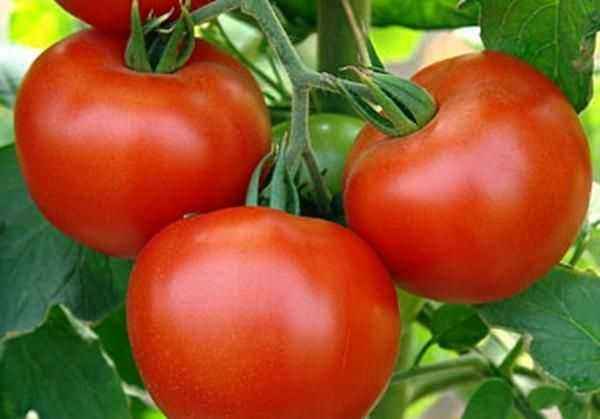 Description of tomato Andromeda