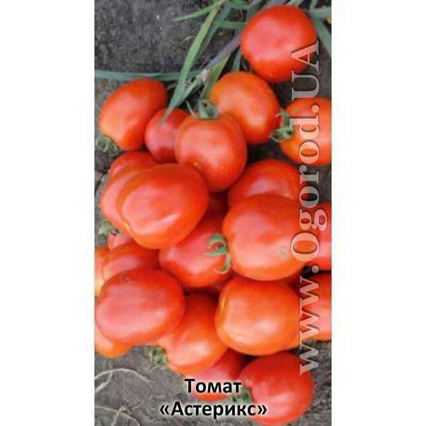 Description of Tomato Asterix