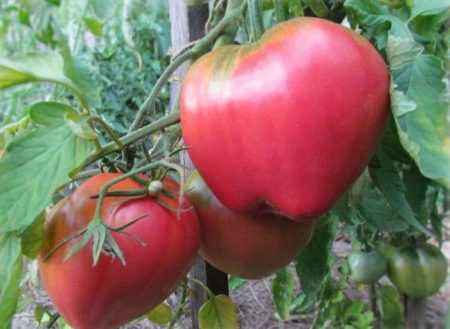 Description of tomato Batyan
