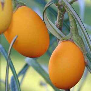 Description of Tomato Golden Eggs