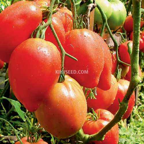 Description of Tomato Miracle of the Earth