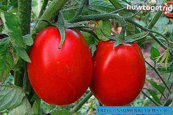 Description of tomato Nastya