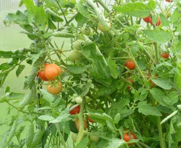 Description of tomato Stolypin