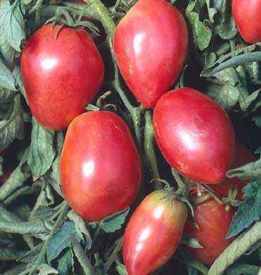 Description of tomato varieties Grushovka