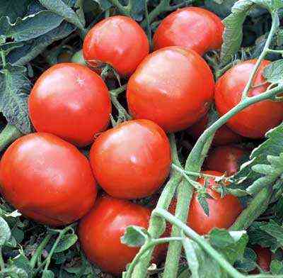 Description of tomato varieties Rocket