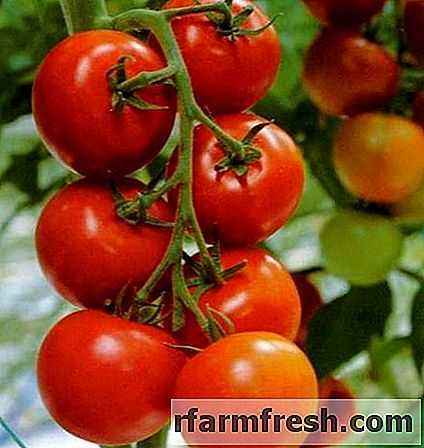 Description of tomato variety Dubok