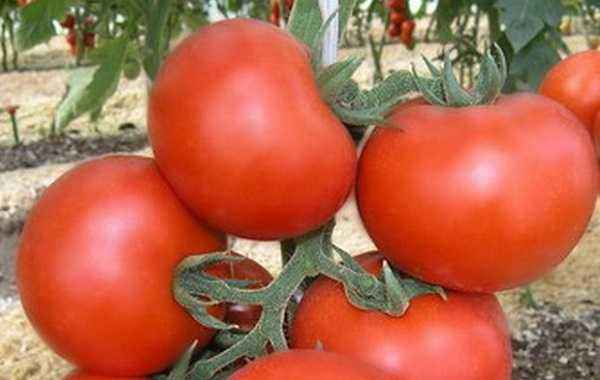 Description of tomato variety Katya