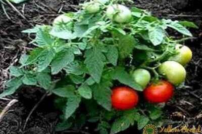 Description of tomato variety Mongolian dwarf