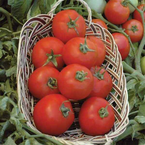 Description of tomato variety Polbig