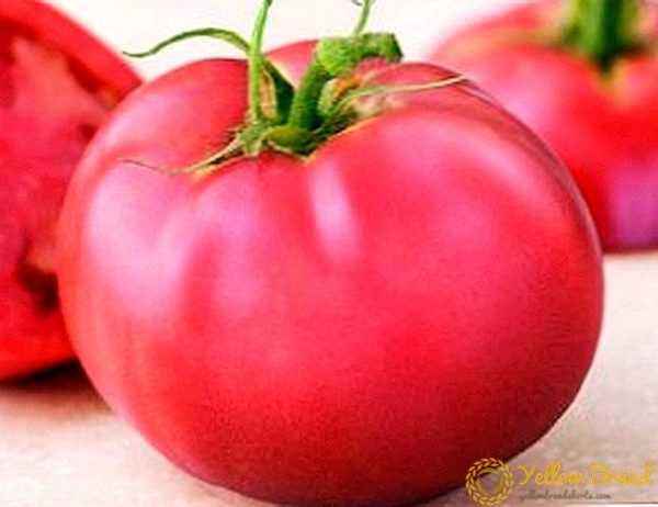 Description of tomatoes Pink Paradise