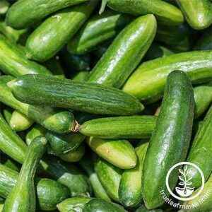 Description of varieties of cucumbers in the letter G