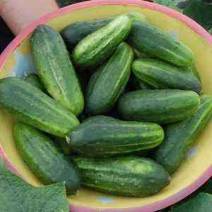 Description of varieties of cucumbers in the letter H