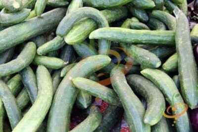 Description of varieties of cucumbers in the letter L