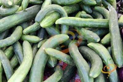 Description of varieties of cucumbers in the letter X