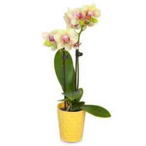 Description of Yellow Orchid