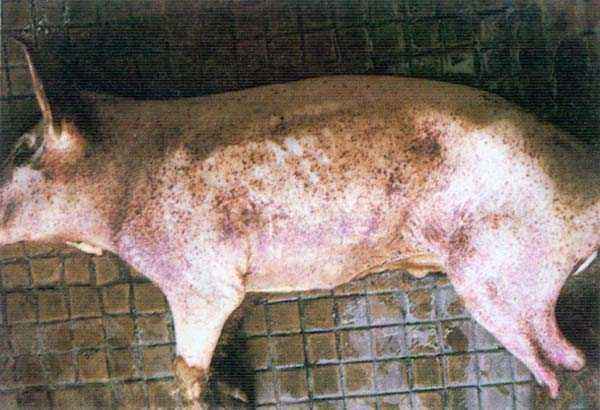 Diagnosis and treatment of pig pasteurellosis