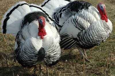 Diarrhea in domestic turkeys